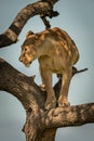 Lioness stands on branch in dappled sunlight