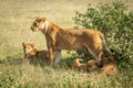 Lioness stands with cubs lying under bush