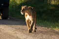 lioness stands in front of cars on the road. Royalty Free Stock Photo