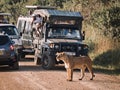 A lioness stands in front of cars on the road. Safari vehicle passengers taking photos of animals. Naturally animals