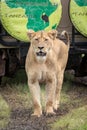 Lioness stands before jeep on muddy track