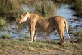 Lioness stands by marshy pool in sunshine