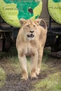 Lioness stands on muddy track before jeep