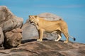 Lioness stands on rock with open mouth