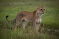 Lioness stands staring right in long grass