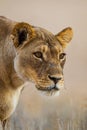 Lioness staring at another approaching lion Royalty Free Stock Photo