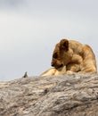 Lioness staring down a lizard on kopjes in Serengeti