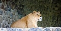 Lioness on stony prominence Royalty Free Stock Photo