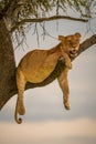 Lioness straddles tree branch with clouds behind Royalty Free Stock Photo