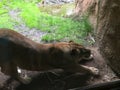 Lioness stretched out along a wall surveying her domain Royalty Free Stock Photo