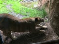 Lioness stretched out along a wall surveying her domain Royalty Free Stock Photo