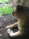 Lioness stretched out along a wall surveying her domain Royalty Free Stock Photo