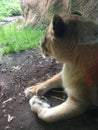 Lioness stretched out along a wall surveying her domain Royalty Free Stock Photo