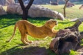 A lioness stretching on a rock