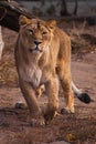 Lioness is a strong and beautiful animal, demonstrates emotions