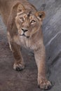 Lioness is a strong and beautiful animal, demonstrates emotions