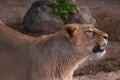 Lioness is a strong and beautiful animal, demonstrates emotions