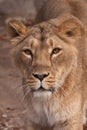 Lioness is a strong and beautiful animal, demonstrates emotions