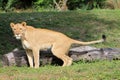 Lioness nature calls Royalty Free Stock Photo