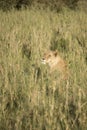 Lioness in tall grasses, Serengeti, Tanzania