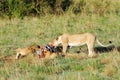 A lioness tearing and eating the zebra Royalty Free Stock Photo