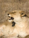 Lioness in Thornybush Royalty Free Stock Photo