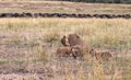 Lioness and three cub. Savanna of Masai Mara, Kenya