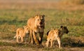 Lioness with three cubs. Royalty Free Stock Photo