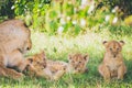 Lioness and three newborn cubs laying in the grass and relaxing.