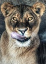 Lioness with tongue sticking out