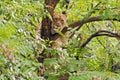 Lioness in tree