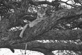 Lioness tree climbing Serengeti - Lion black and white bnw