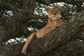 Lioness tree climbing Serengeti - Lion Safari Portrait