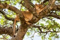 Lioness on the tree in Masai Mara National Reserve, Kenya. Animal wildlife. Safari concept
