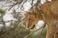 A lioness in a tree searches for prey from behind bare branches. Royalty Free Stock Photo