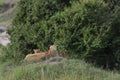 Lioness and two cubs at Masai Mara Game Reserve,Kenya, Royalty Free Stock Photo