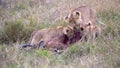 Lioness and two young cubs feeding in masai mara Royalty Free Stock Photo