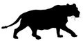 Lioness vector silhouette. Cougar. Mountain lion. Black panther in hunting.