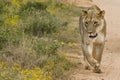 Lioness walking