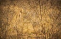 Lioness walking among African savannah shrubs in blurred background. Nambia.