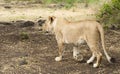 Lioness walking along road Royalty Free Stock Photo