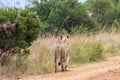 Lioness walking on a dirt road Royalty Free Stock Photo