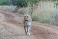 Lioness walking on a dirt road Royalty Free Stock Photo