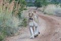 Lioness walking on a dirt road Royalty Free Stock Photo