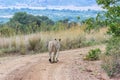 Lioness walking on a dirt road Royalty Free Stock Photo