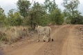 Lioness walking on a dirt road Royalty Free Stock Photo