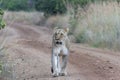 Lioness walking on a dirt road Royalty Free Stock Photo