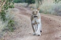 Lioness walking on a dirt road Royalty Free Stock Photo