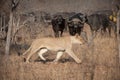 A lioness walking through dry grass while a herd of buffalo watches warily.