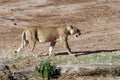 Lioness walking by dry river